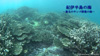 C-2:The sea of the Kii peninsula - The northernmost sea with coral reef -(3min)・2013